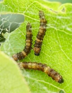 Drepana sp.